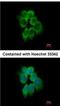 Actin Related Protein 2/3 Complex Subunit 1B antibody, NBP2-15262, Novus Biologicals, Immunofluorescence image 