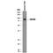 Cytotoxic And Regulatory T Cell Molecule antibody, AF1695, R&D Systems, Western Blot image 