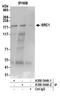 Nuclear Receptor Coactivator 1 antibody, A300-344A, Bethyl Labs, Immunoprecipitation image 