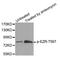 Ezrin antibody, MBS128536, MyBioSource, Western Blot image 