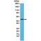 Desmin antibody, M01948-2, Boster Biological Technology, Western Blot image 