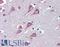 Fatty Acid Amide Hydrolase antibody, LS-B4126, Lifespan Biosciences, Immunohistochemistry paraffin image 