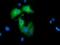 Rho GTPase Activating Protein 25 antibody, GTX84863, GeneTex, Immunocytochemistry image 