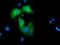 Rho GTPase-activating protein 25 antibody, GTX84863, GeneTex, Immunocytochemistry image 