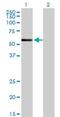 Zinc Finger Protein 165 antibody, H00007718-M02, Novus Biologicals, Western Blot image 