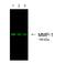 Goat IgG antibody, A27019, Invitrogen Antibodies, Western Blot image 
