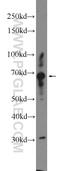 Copine 5 antibody, 18097-1-AP, Proteintech Group, Western Blot image 