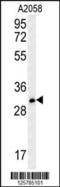 Tripartite Motif Containing 73 antibody, 57-376, ProSci, Western Blot image 