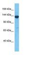 Leucine Rich Pentatricopeptide Repeat Containing antibody, orb324932, Biorbyt, Western Blot image 