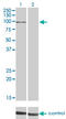 Mitogen-Activated Protein Kinase 6 antibody, LS-C197995, Lifespan Biosciences, Western Blot image 