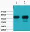 Tubulin beta-2A chain antibody, A06868-1, Boster Biological Technology, Western Blot image 