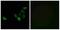 Olfactory Receptor Family 51 Subfamily S Member 1 antibody, A30880, Boster Biological Technology, Western Blot image 