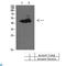 Bone Morphogenetic Protein 10 antibody, LS-C813291, Lifespan Biosciences, Western Blot image 