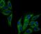 IQ Motif Containing GTPase Activating Protein 1 antibody, NBP2-75545, Novus Biologicals, Immunofluorescence image 