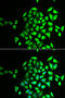 NSF Attachment Protein Gamma antibody, 22-218, ProSci, Immunofluorescence image 