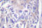 SRBP1 antibody, LS-C176311, Lifespan Biosciences, Immunohistochemistry paraffin image 