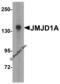 Lysine Demethylase 3A antibody, 5365, ProSci, Western Blot image 