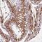 PTPRF Interacting Protein Alpha 1 antibody, HPA042271, Atlas Antibodies, Immunohistochemistry frozen image 