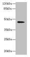 RNA Binding Motif Single Stranded Interacting Protein 2 antibody, CSB-PA613593LA01HU, Cusabio, Western Blot image 