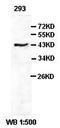 Inositol-Tetrakisphosphate 1-Kinase antibody, orb77305, Biorbyt, Western Blot image 