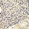 Karyopherin Subunit Alpha 1 antibody, LS-C331667, Lifespan Biosciences, Immunohistochemistry frozen image 
