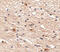 Aryl Hydrocarbon Receptor Interacting Protein Like 1 antibody, 4853, ProSci, Immunohistochemistry frozen image 