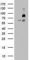 F-Box And WD Repeat Domain Containing 7 antibody, LS-C789722, Lifespan Biosciences, Western Blot image 