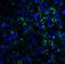 Lymphocyte Antigen 96 antibody, M02107-1, Boster Biological Technology, Immunofluorescence image 