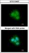 FKBP Prolyl Isomerase 4 antibody, GTX113437, GeneTex, Immunofluorescence image 