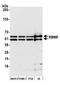RNA Binding Fox-1 Homolog 2 antibody, A300-864A, Bethyl Labs, Western Blot image 