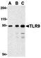 Toll Like Receptor 9 antibody, orb74693, Biorbyt, Western Blot image 