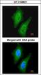 Serine/Threonine Kinase Like Domain Containing 1 antibody, LS-C186033, Lifespan Biosciences, Immunocytochemistry image 