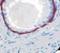 Keratin 5 antibody, LS-C348639, Lifespan Biosciences, Immunohistochemistry paraffin image 