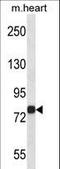 Mitogen-Activated Protein Kinase Kinase Kinase Kinase 2 antibody, LS-C164460, Lifespan Biosciences, Western Blot image 