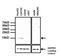Transthyretin antibody, MA1-221, Invitrogen Antibodies, Western Blot image 