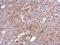 Tumor necrosis factor alpha-induced protein 2 antibody, GTX105256, GeneTex, Immunohistochemistry paraffin image 