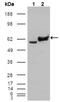 Glucose-6-Phosphate Isomerase antibody, AM06224SU-N, Origene, Western Blot image 