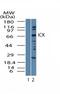 Intestinal Cell Kinase antibody, TA336953, Origene, Western Blot image 