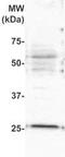 Placenta Enriched 1 antibody, TA354857, Origene, Western Blot image 