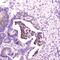 SPARC Like 1 antibody, PA5-80063, Invitrogen Antibodies, Immunohistochemistry frozen image 