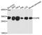 Coatomer Protein Complex Subunit Epsilon antibody, PA5-76111, Invitrogen Antibodies, Western Blot image 