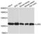 Leucine Rich Repeat Containing G Protein-Coupled Receptor 4 antibody, A12657, ABclonal Technology, Western Blot image 