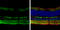 Glutamate Decarboxylase 1 antibody, GTX101881, GeneTex, Immunohistochemistry frozen image 