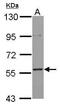 MLLT3 Super Elongation Complex Subunit antibody, PA5-27797, Invitrogen Antibodies, Western Blot image 