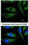 Acyl-CoA Dehydrogenase Medium Chain antibody, PA5-27201, Invitrogen Antibodies, Immunofluorescence image 