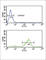 Vitronectin antibody, abx033416, Abbexa, Western Blot image 