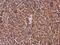 Ribosomal Protein L4 antibody, NBP2-20215, Novus Biologicals, Immunohistochemistry paraffin image 