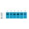 Heat Shock Protein Family A (Hsp70) Member 8 antibody, LS-C387765, Lifespan Biosciences, Western Blot image 