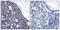 NFKB Inhibitor Alpha antibody, GTX50510, GeneTex, Immunohistochemistry paraffin image 