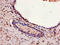 GAPDH antibody, LS-C210926, Lifespan Biosciences, Immunohistochemistry paraffin image 